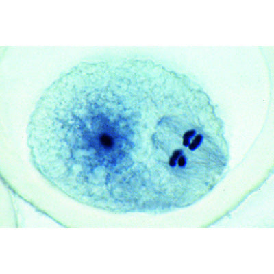 The Ascaris megalocephala Embryology