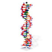 DNA Double Helix Model, 22 Layers, miniDNA® Kit