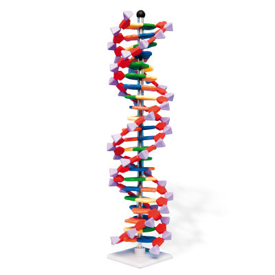 DNA Double Helix Model, 22 Layers, miniDNA® Kit