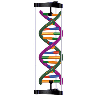 DNA Double Helix Model, Student Kit