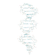 DNA Model