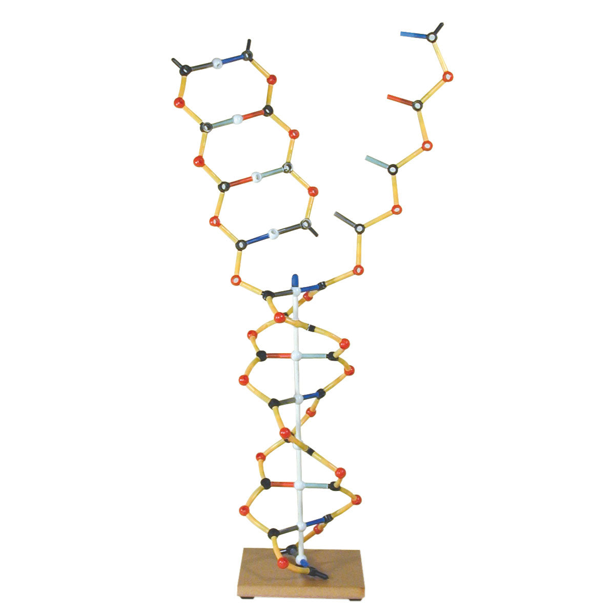 DNA - RNA