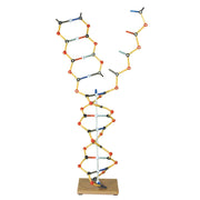 DNA - RNA