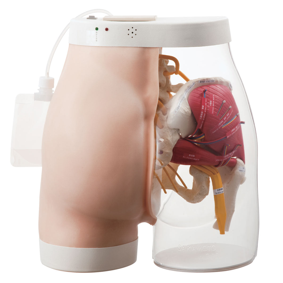 Two-in-One i.m. Injection Model of Buttock