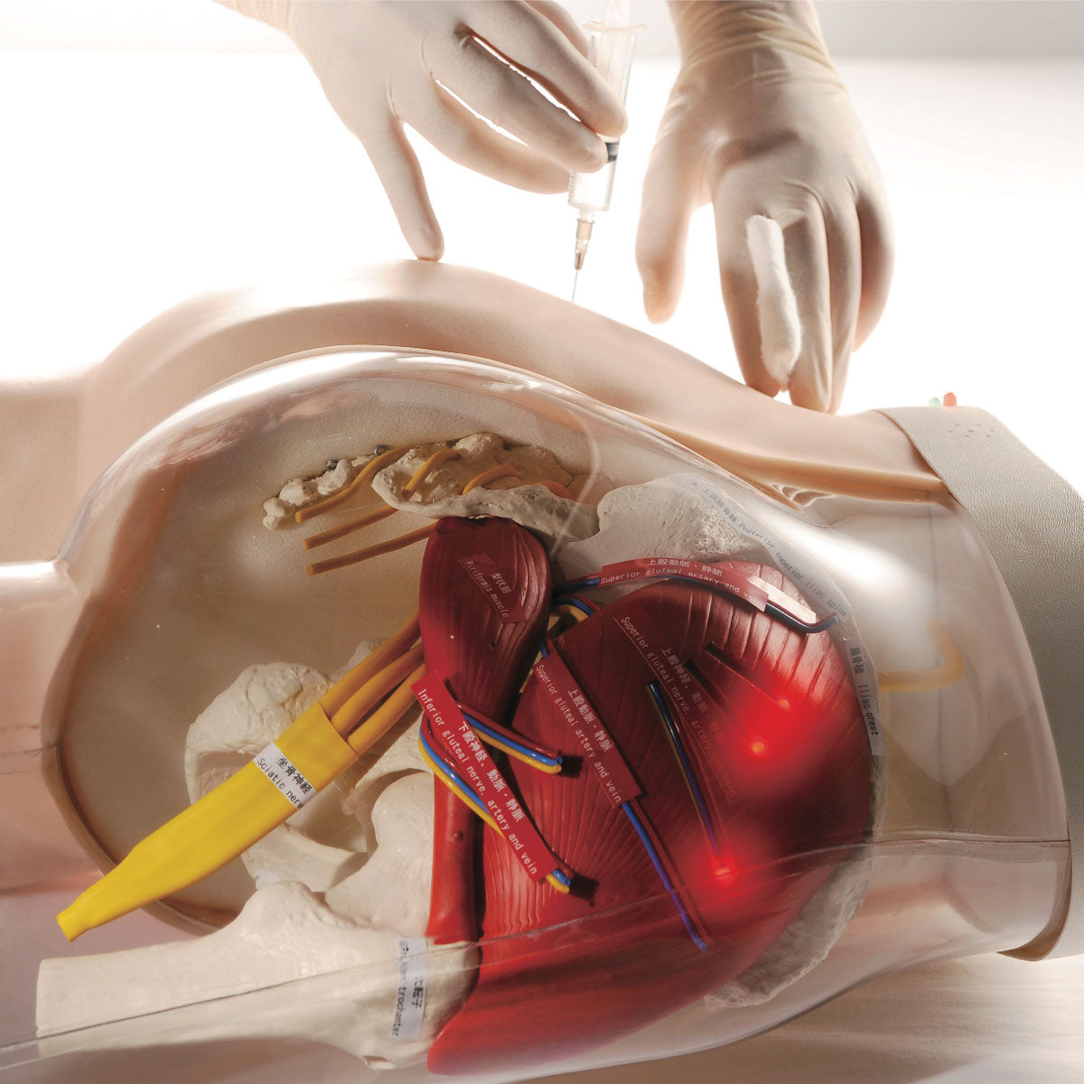 Two-in-One i.m. Injection Model of Buttock
