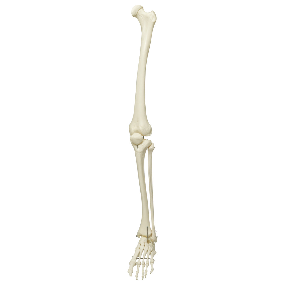 Spare leg (unpainted), left, for A10, A10/1, A12, A12/1, A15 and A15/2