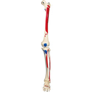 Spare leg with muscle painting, left, for A11, A11/1, A13 and A13/1