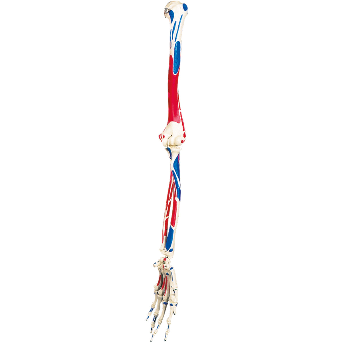 Spare arm with muscle painting, left, for A11, A11/1, A13 and A13/1