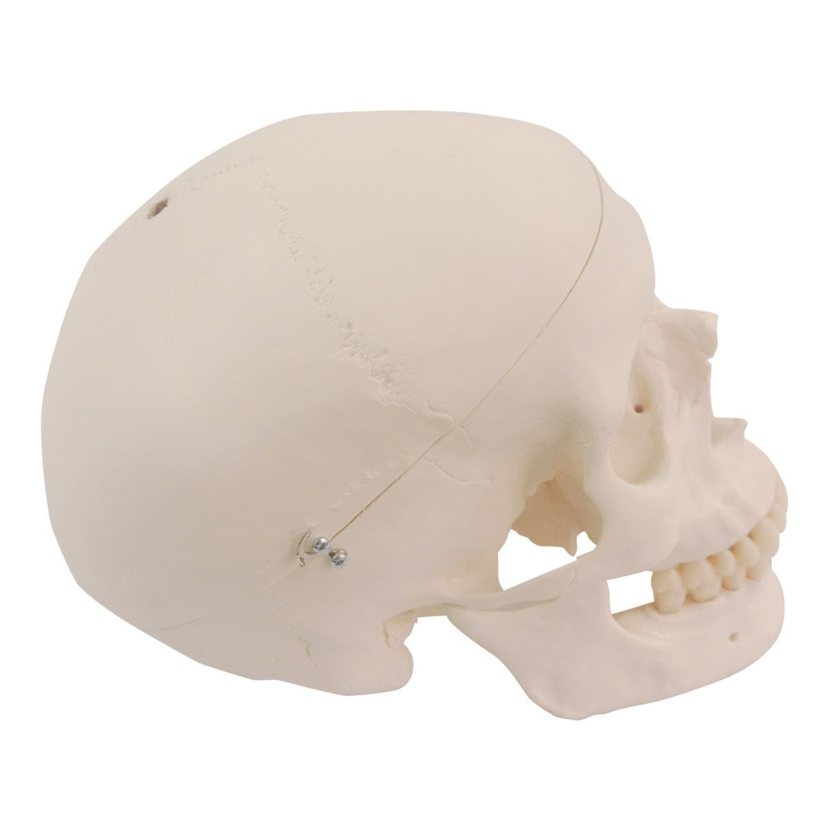 Spare skull with holes for A10, A12, A15, A15/2, A15/3 and A15/3S