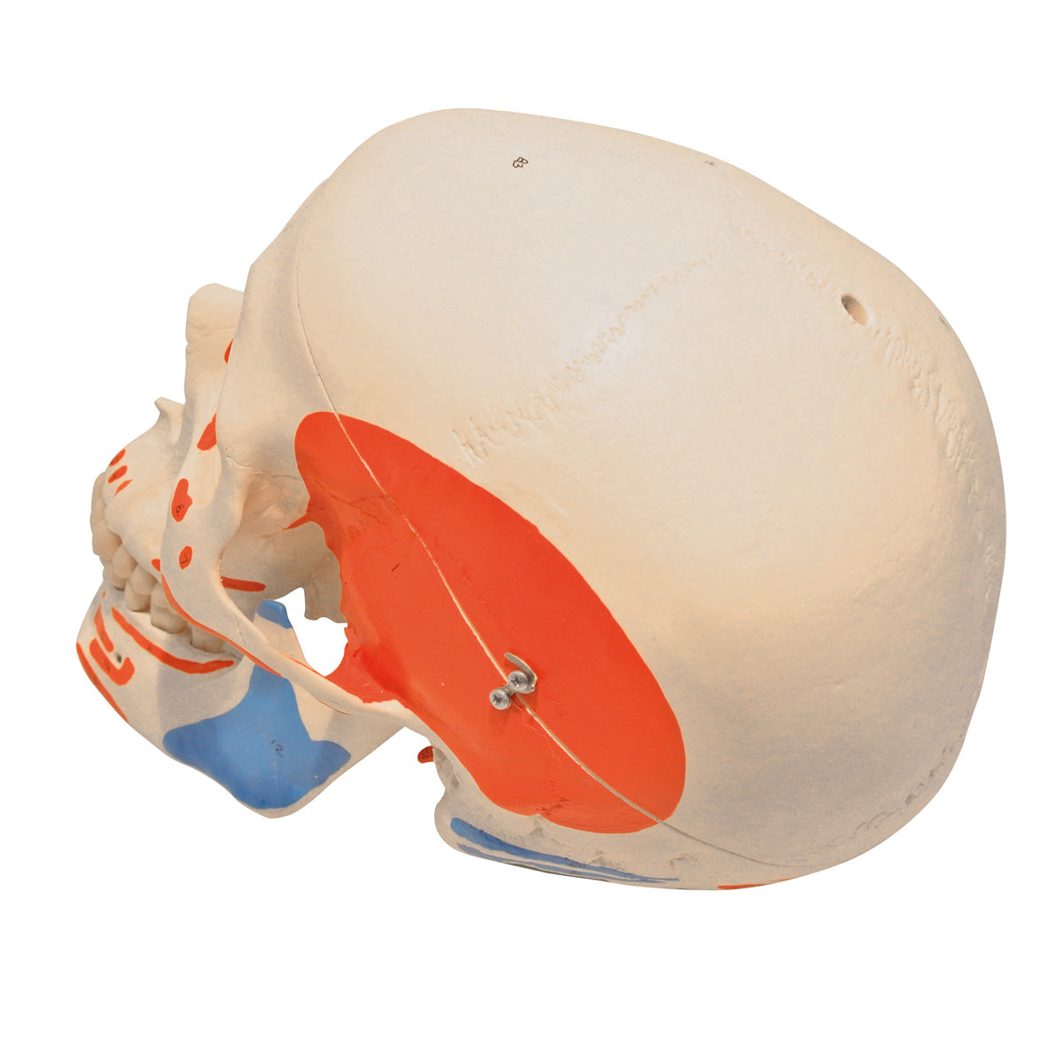 Spare skull/muscle/holes for A13/1