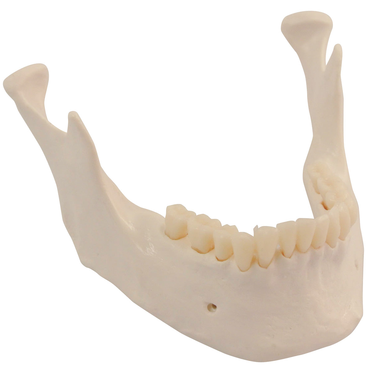Replacement lower jaw with teeth for skeleton models