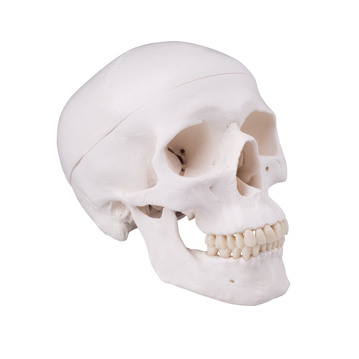 Skull with drill hole