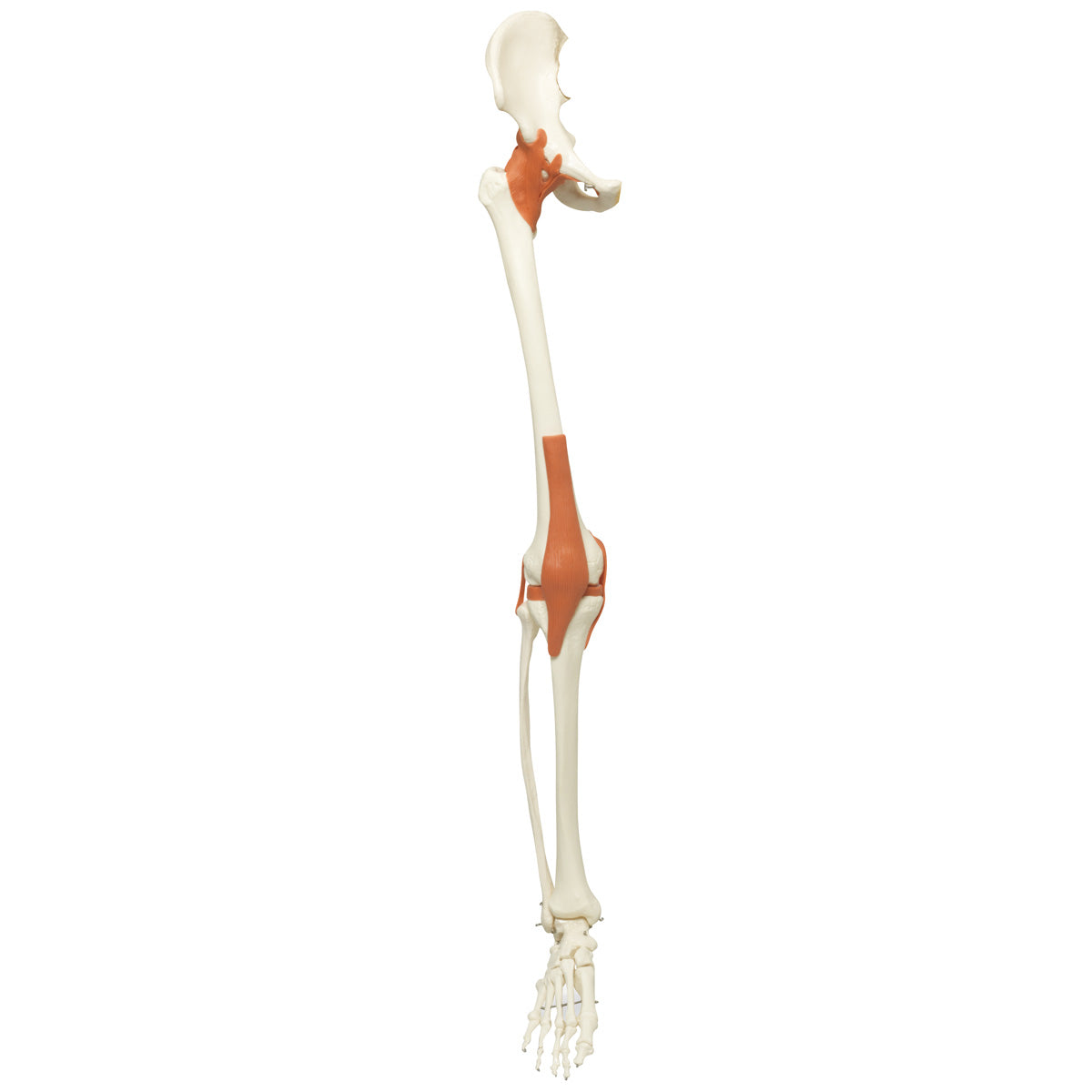 Spare leg with ligaments, right, numbered for A13, A13/1