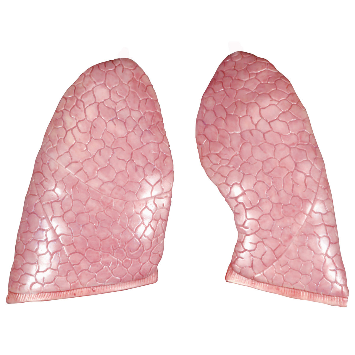 Spare lungs, 2 items