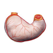 Spare stomach, 2 part