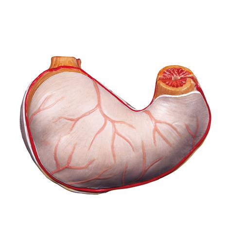 Spare stomach, 2 part