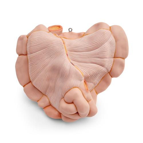 Spare small intestine package, 1 part