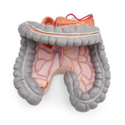Spare large intestine package, 3 parts