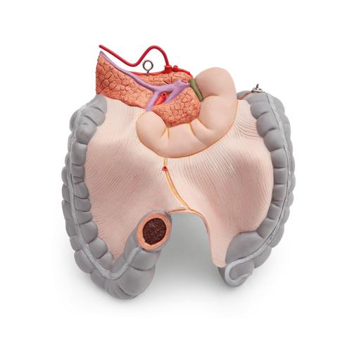 Spare large intestine package, 3 parts