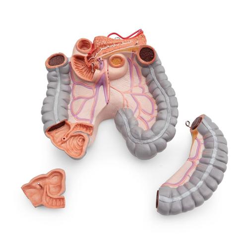 Spare large intestine package, 3 parts