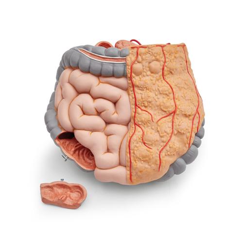 Spare intestine package, 2 parts, complete