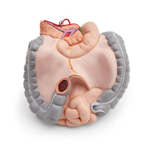 Spare intestine package, 2 parts, complete
