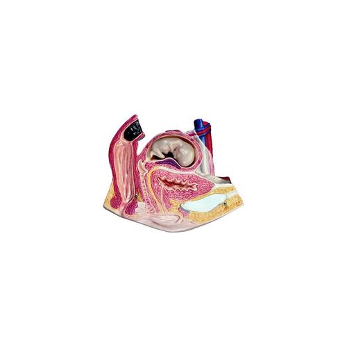 Spare embryo