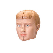Replacement head for Mini-Torso model