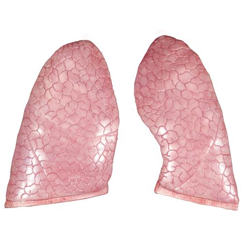 Spare lung, 2 parts