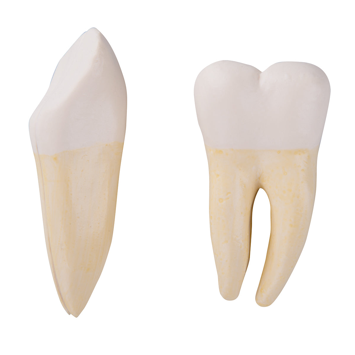 Spare canine and molar for D25