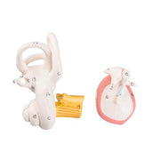 Eardrum etc., 2 parts, for E10/E11
