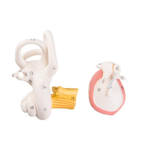 Eardrum etc., 2 parts, for E10/E11