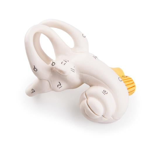Eardrum etc., 2 parts, for E10/E11