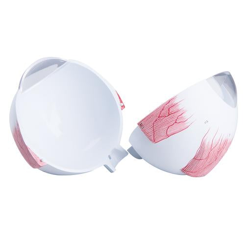 Spare sclera for F10, F11 and F12