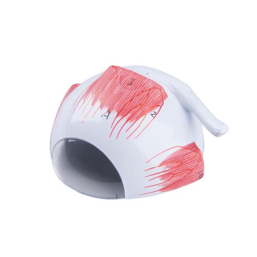 Replacement upper half of sclera for eye model F13