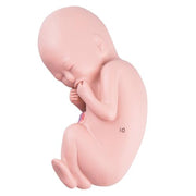 Spare fetus for L10/5