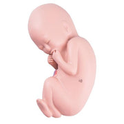 Spare fetus for L10/6