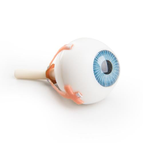 Torso Eye for VA01 / 1001235 und VA16 / 1001236