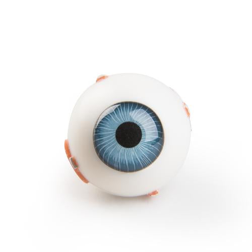 Torso Eye for VA01 / 1001235 und VA16 / 1001236