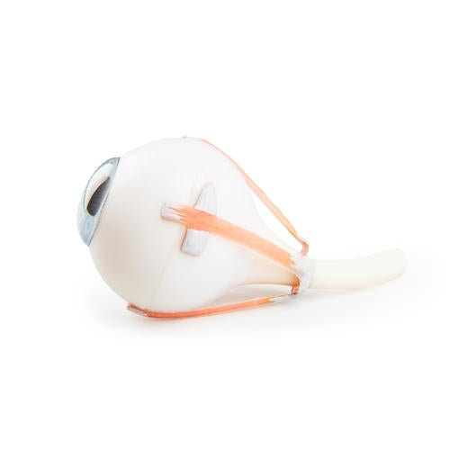 Torso Eye for VA01 / 1001235 und VA16 / 1001236