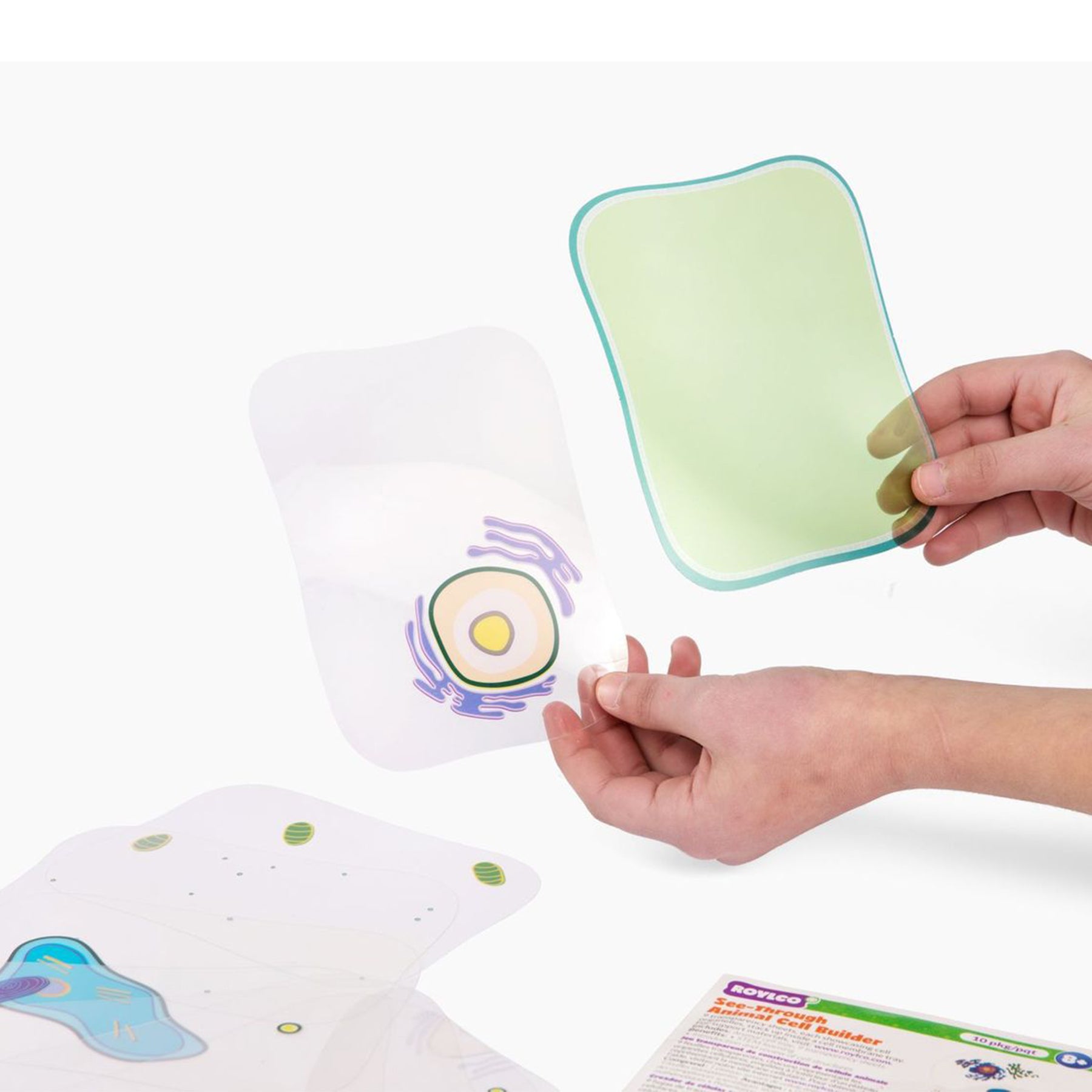 See-Through Plant Cell Builder