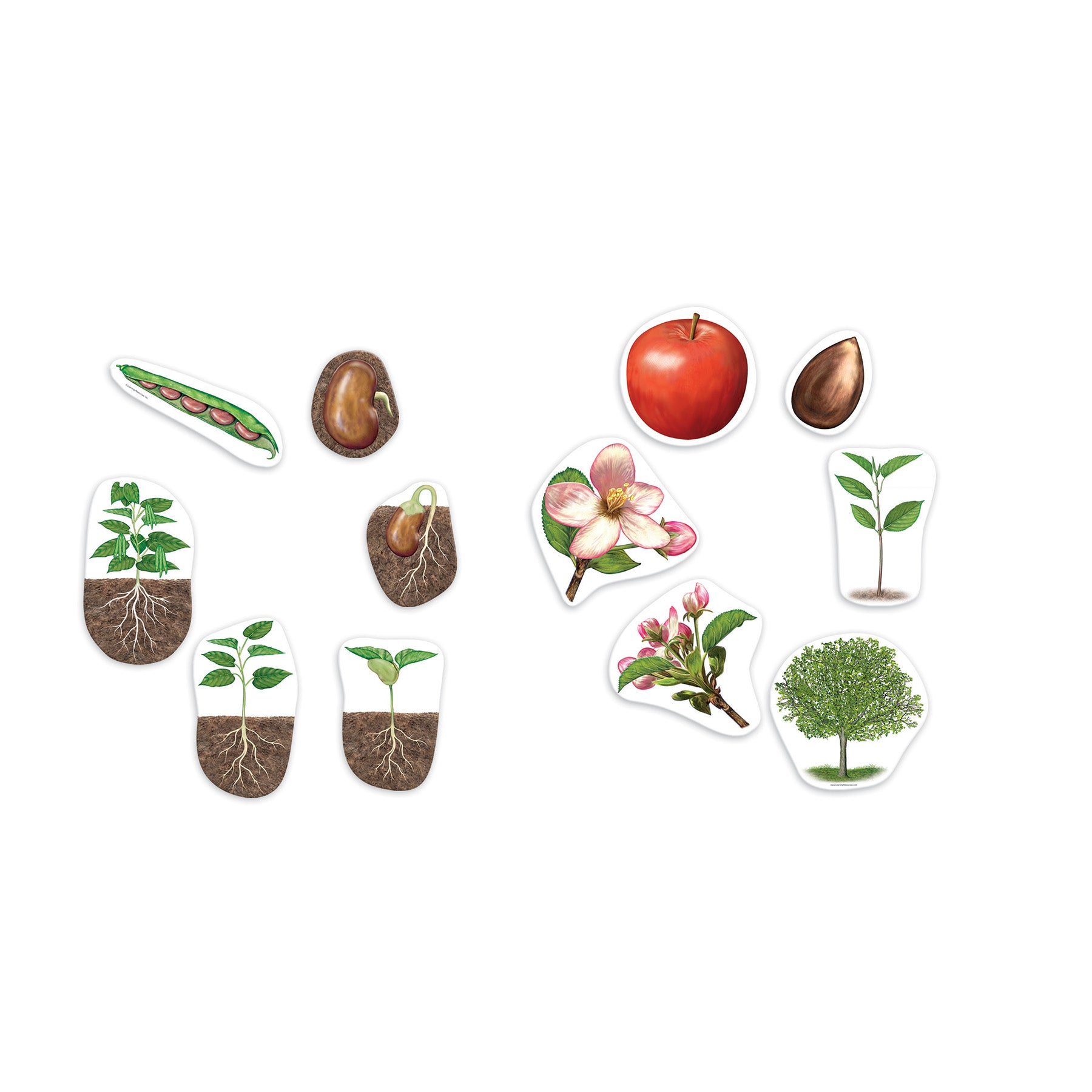 Giant Magnetic Plant Life Cycle, Set of 12
