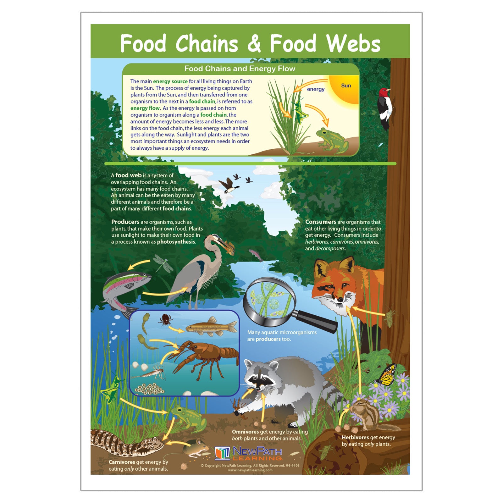 Food Chains & Food Webs Learning Center