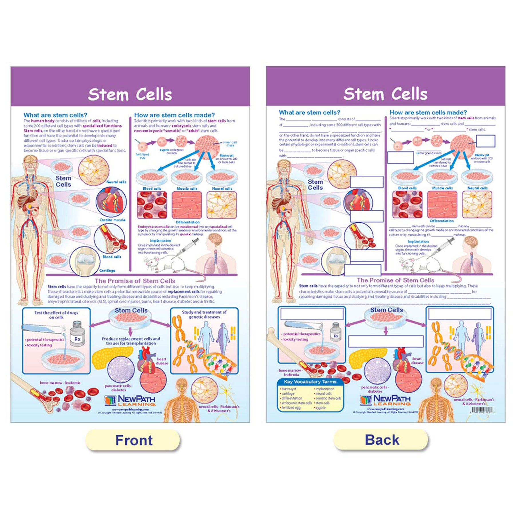 Cells Bulletin Board Chart Set, Grades 3-5