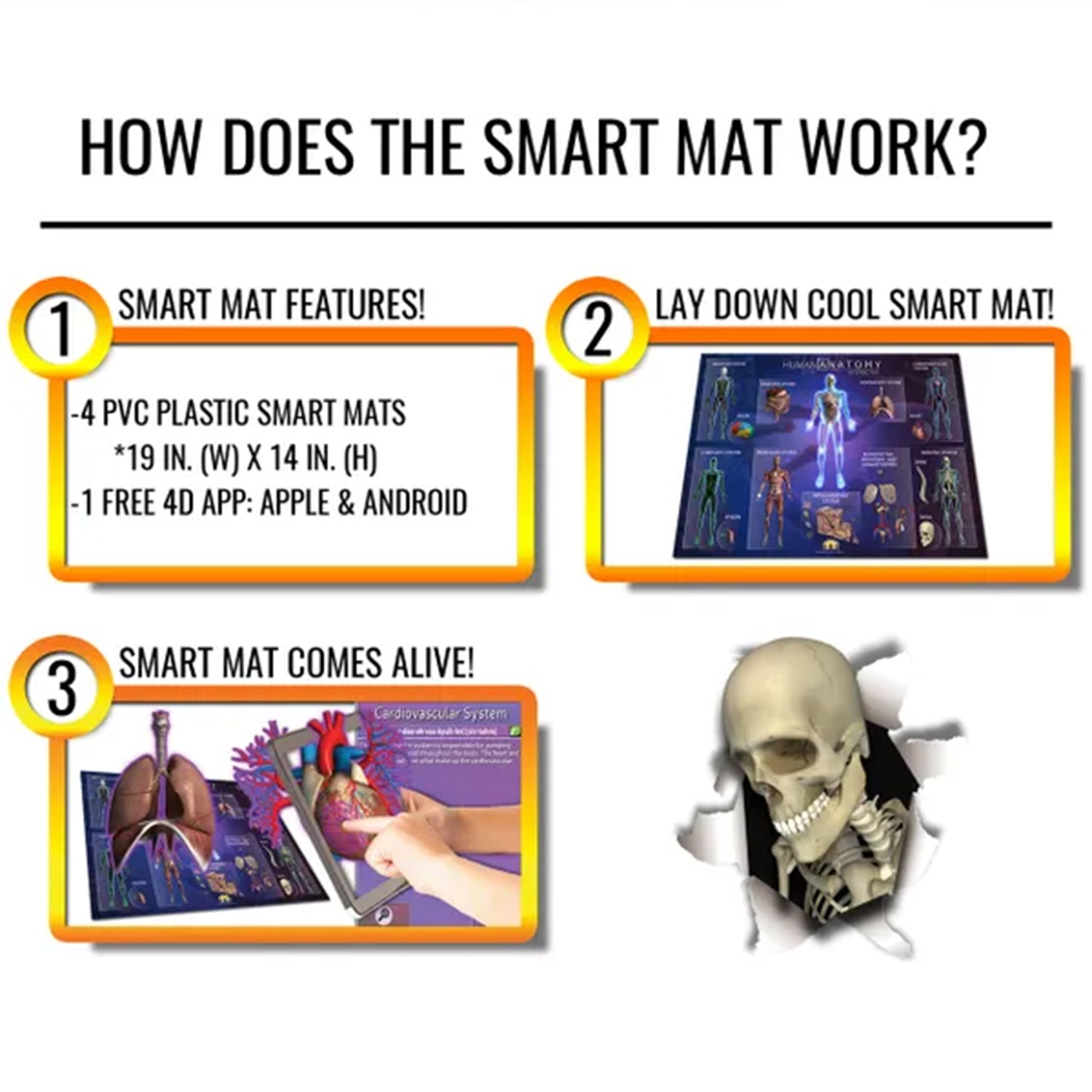 Human Anatomy Smart Mats, Set of 4