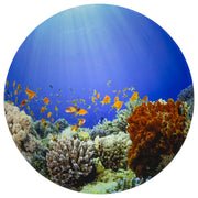 Under the Sea Discovery Play Mat