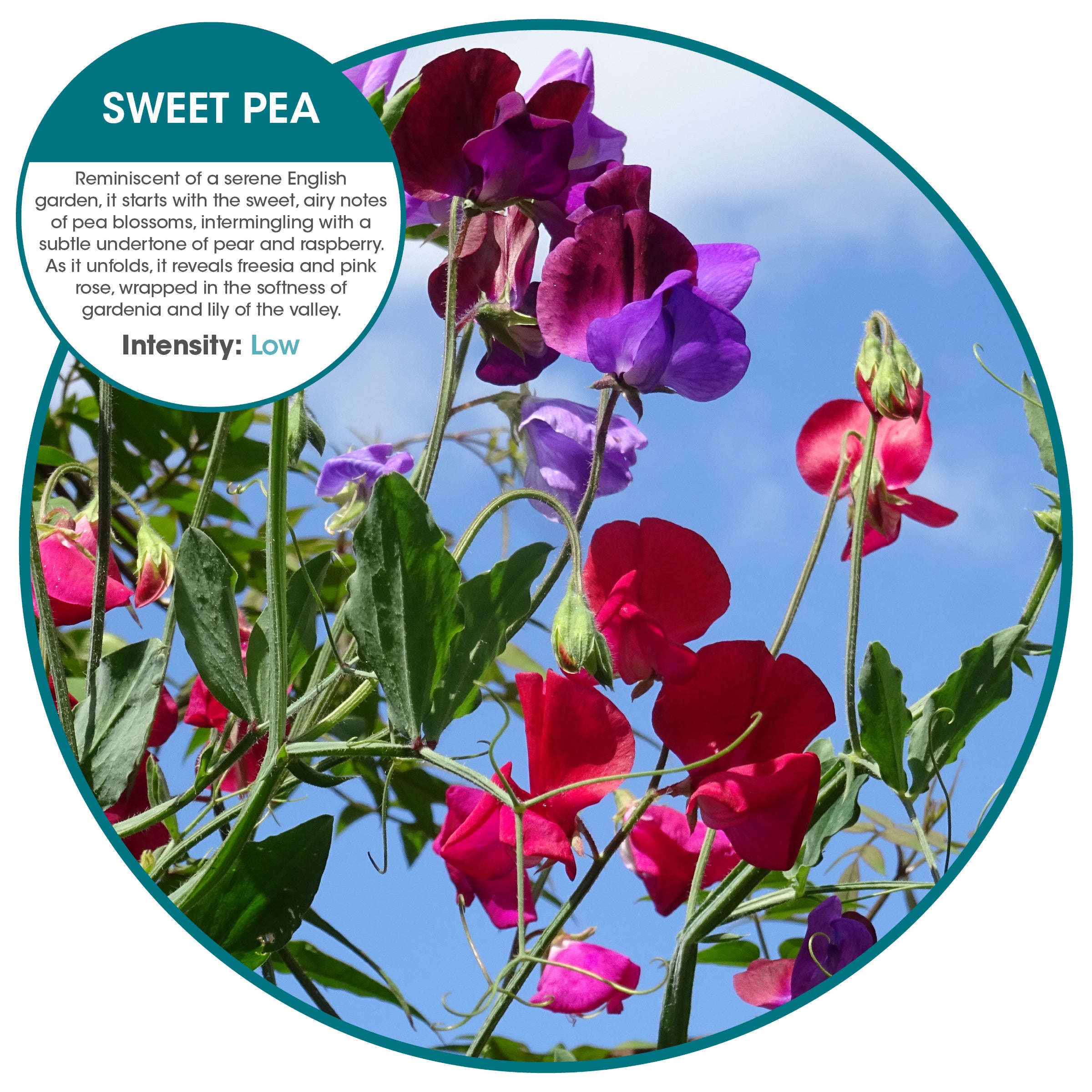 Fusion 3000 aerosol refills Sweet Pea (12 Pack)