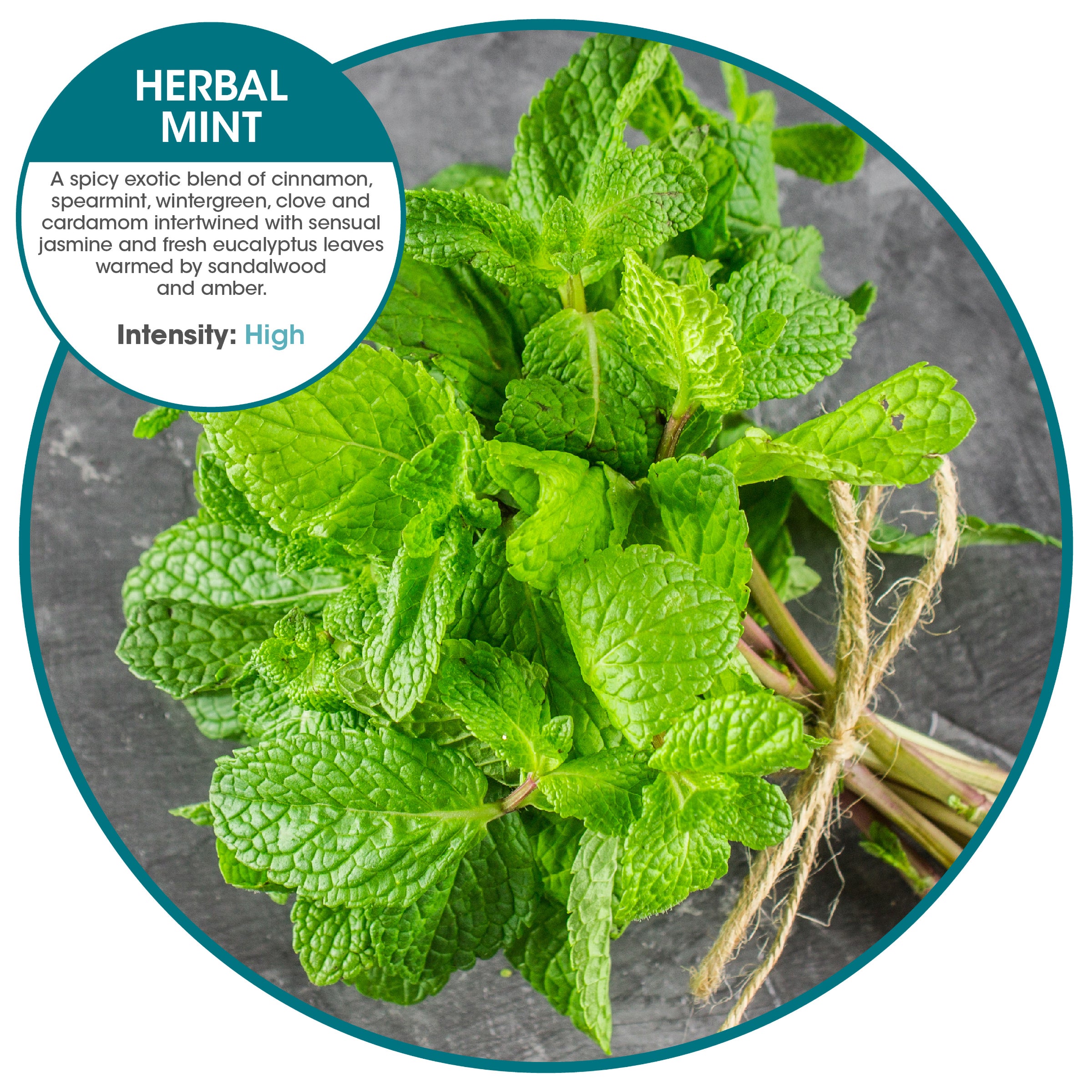 Eco Hang Tag (w/ suction cup) Herbal Mint (72 Pack)