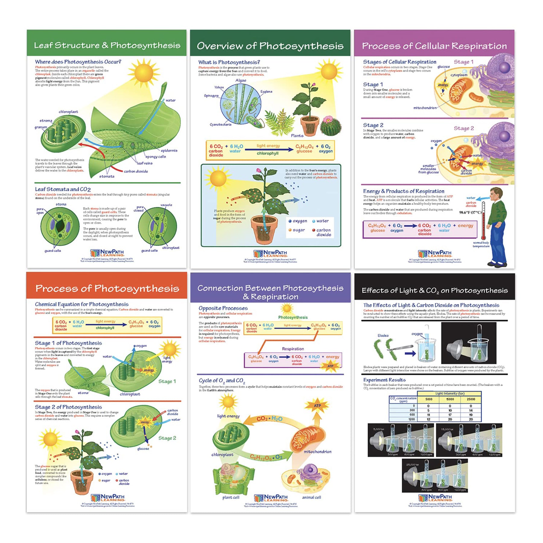 Photosynthesis Bulletin Board Chart Set, Grades 3-5