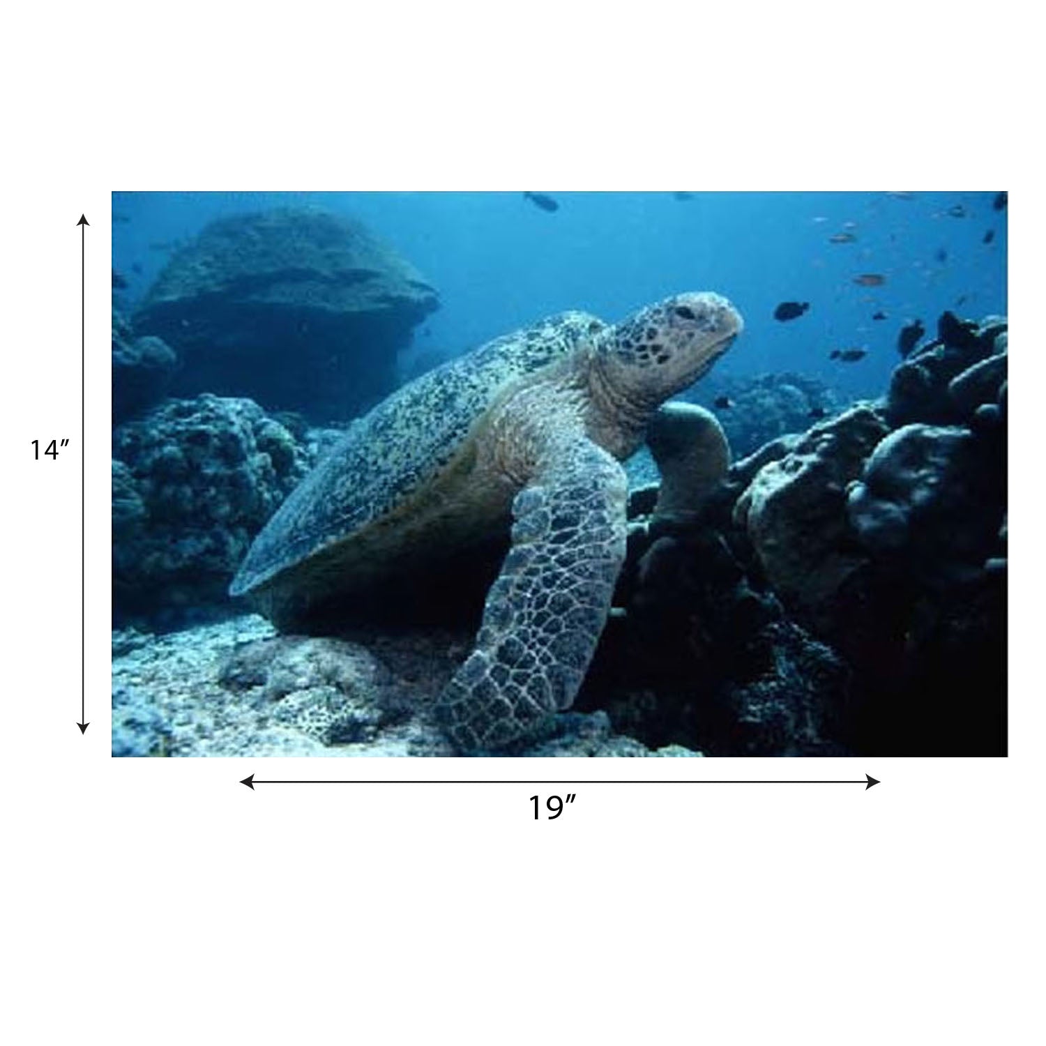 Sea Life Poster Set, Set of 14